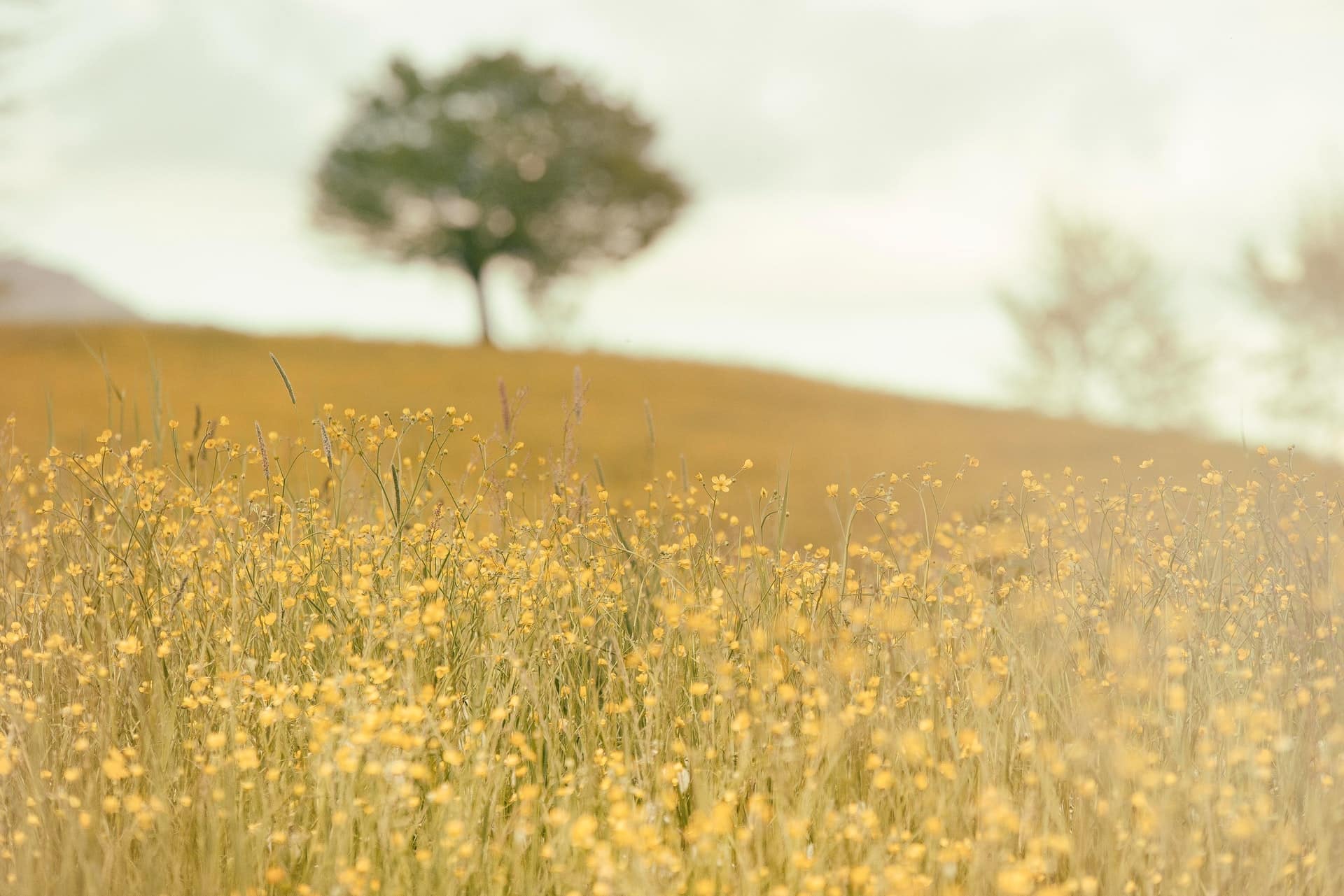 close up field