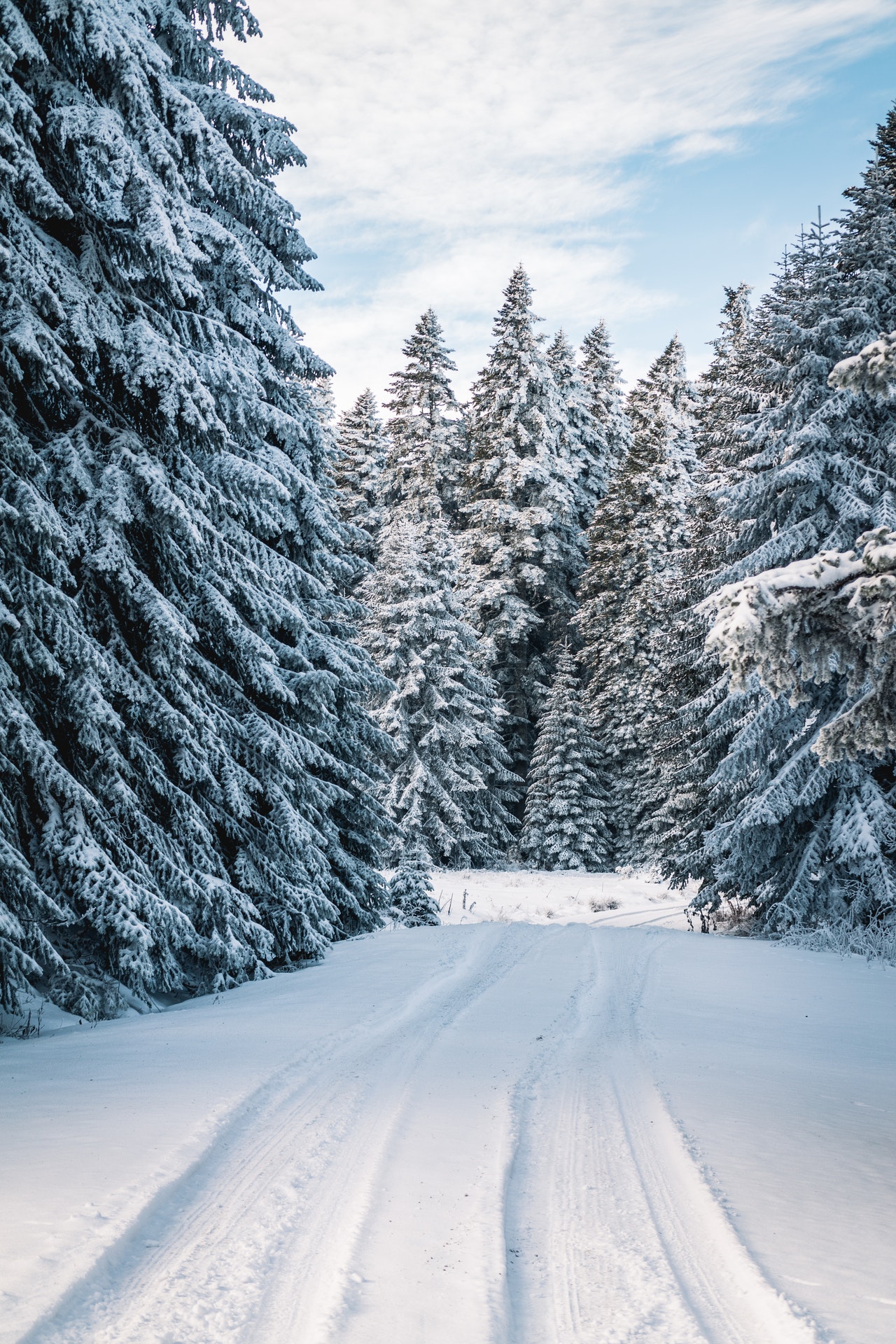 snowy landscape